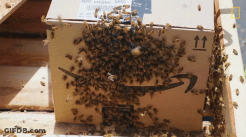 Bees Are Gathered Around A Cardboard Box With An Amazon Logo GIF