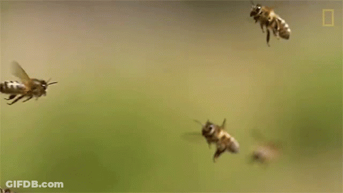 Bees Flying In A Row GIF
