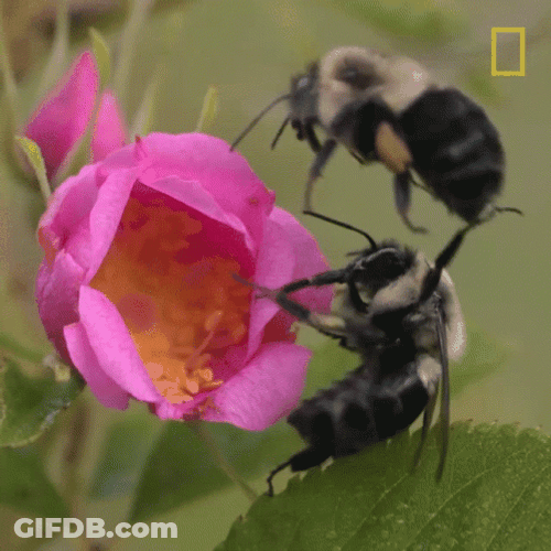 Bees Pollinating Flower GIF