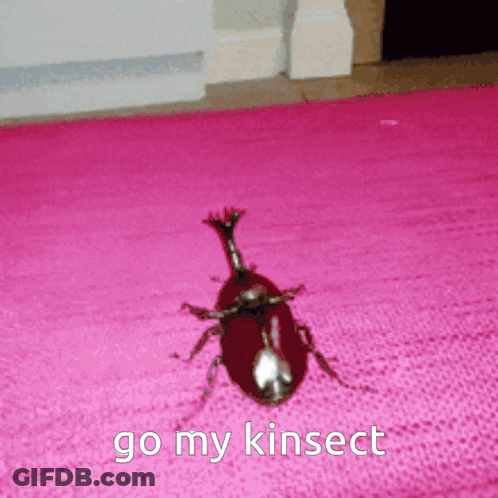 Beetle Crawling On Pink Rug Go My Kinsect GIF