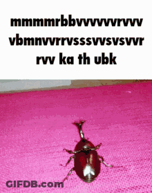 Beetle On Pink Rug Saying Rvv Ka Th Ubk GIF