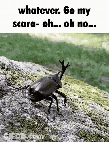 Beetle Whatever Go My Scara-Oh Oh No GIF