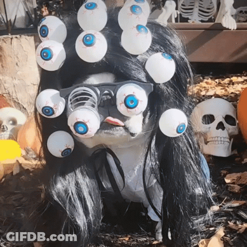 Beetle Whatever Go My Scara-Oh Oh No GIF
