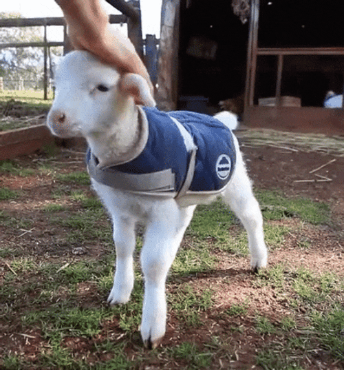Behave Cute White Funny Goat GIF