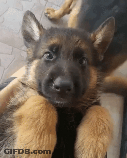 Behave German Shepherd GIF