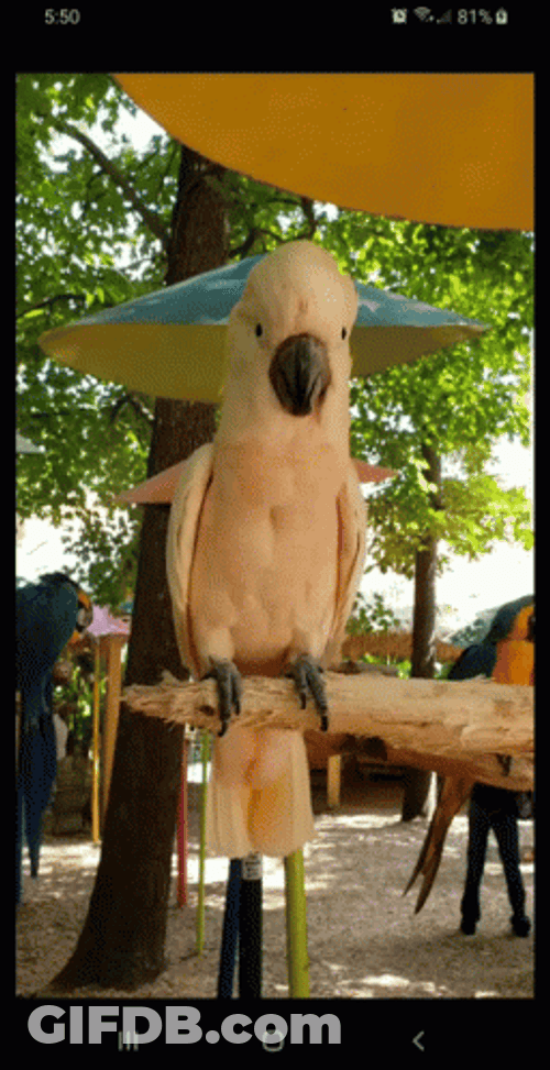 Beige Parrot Agreeing Gesture GIF