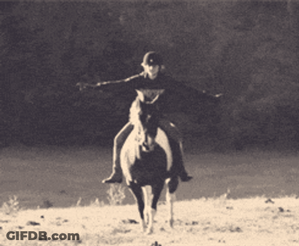 Belgian Draft Pommel Horse GIF