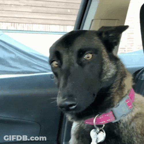 Belgian Shepherd Big Dawg GIF