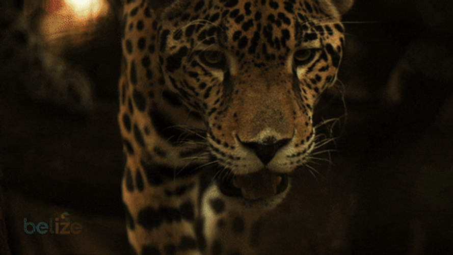 Belize Jaguar GIF