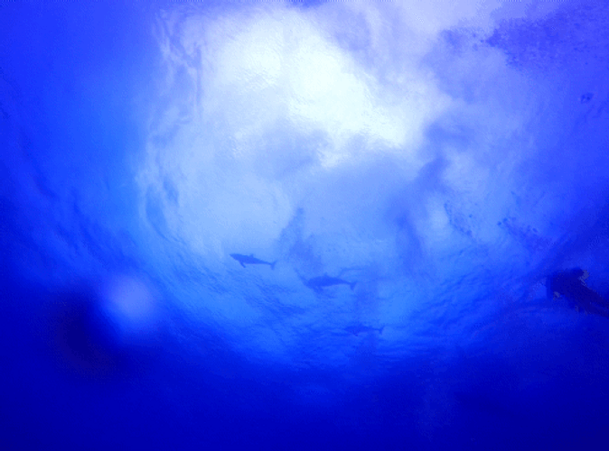 Belize Scuba Diving GIF