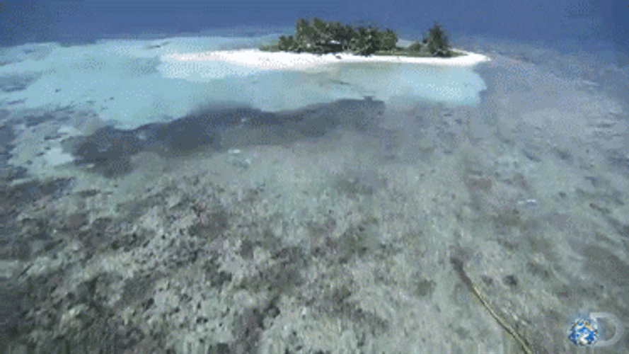 Belize Small Island GIF