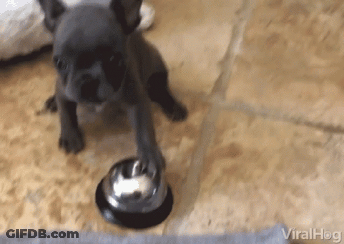 Bell Ringing Black Dog GIF