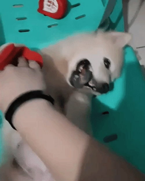 Belly Rub Happy Dog GIF