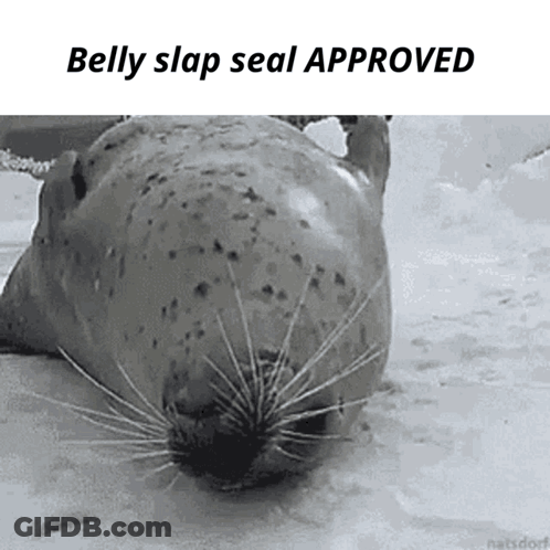 Belly Slap Seal Approved GIF