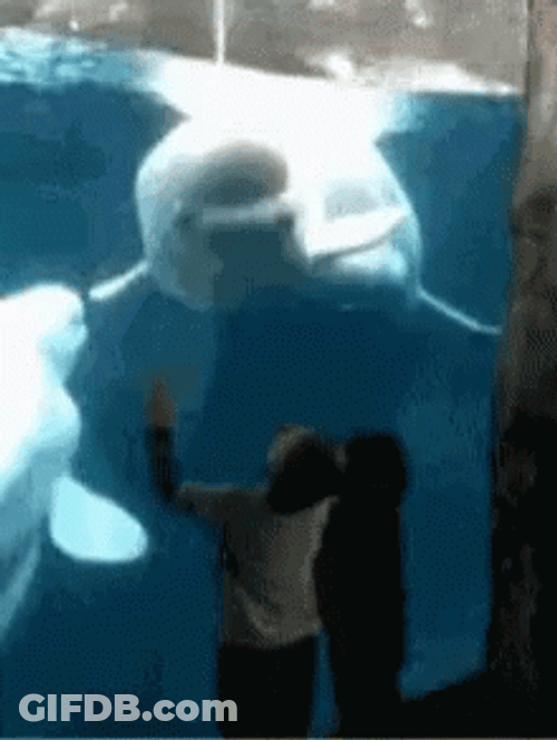 Beluga Approaching Kids GIF