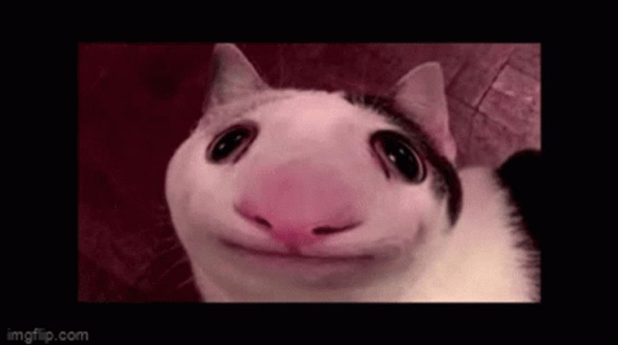 Beluga Cat Funny Face GIF