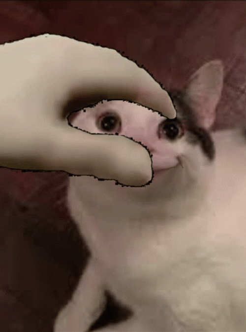 Beluga Cat Meow GIF