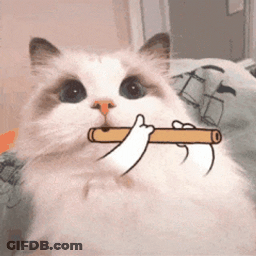 Beluga Cat Playing Flute GIF