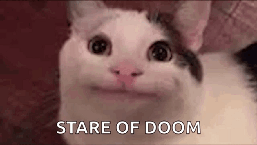 Beluga Cat Stare Of Doom GIF