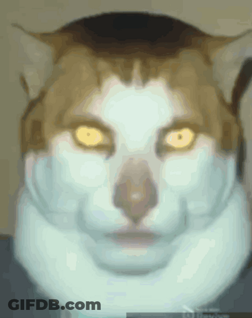 Beluga Cat Telling You To Read Faq GIF