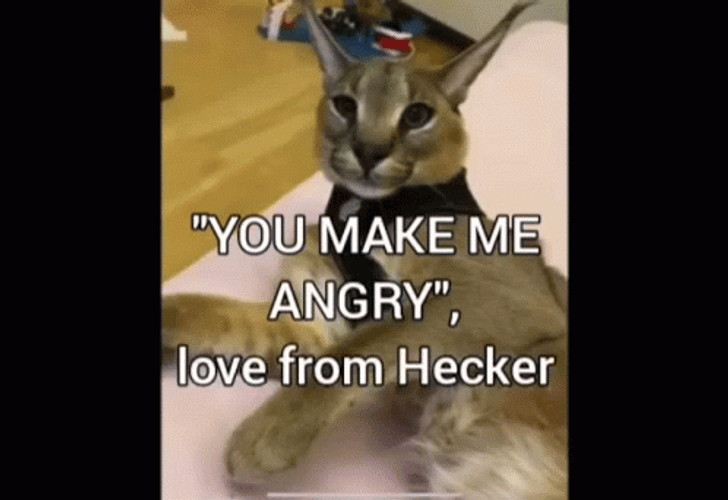 Beluga Cat You Make Me Angry GIF