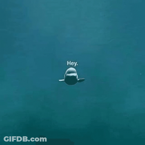 Beluga Comes Really Close GIF