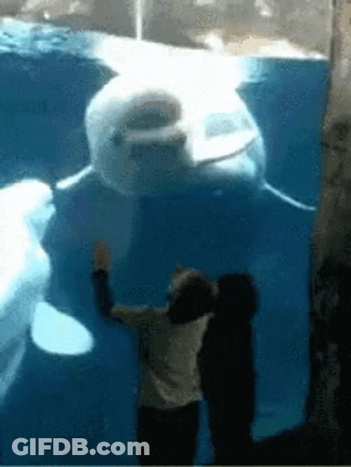 Beluga Whale Come At Me Bro GIF