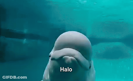 Beluga Whale Looking At Camera Halo GIF