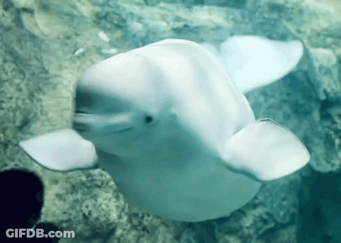 Beluga Whale Swimming And Looking At Camera GIF