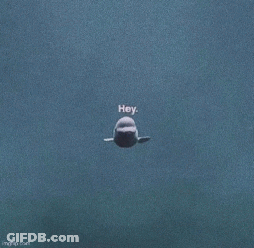 Beluga Whale Swimming And Looking At Camera GIF