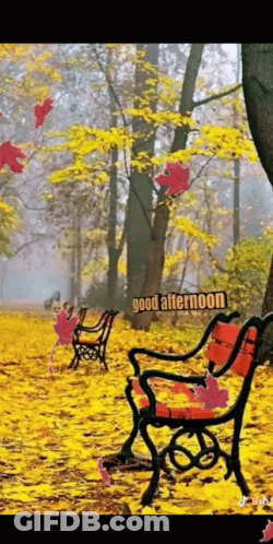 Bench In Park With Leaves Falling Good Afternoon GIF