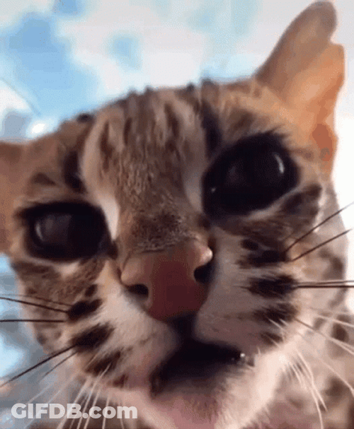 Bengal Cat Hissing GIF