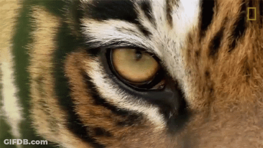 Bengal Tiger Surveying Eyes GIF