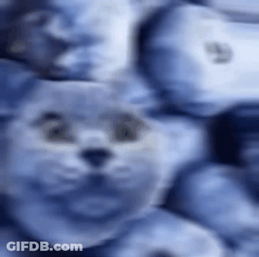 Berry Blueberry Cat Head Appear GIF
