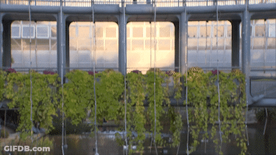 Besos De Novios GIF