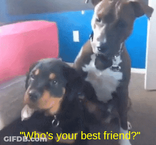 Best Friends Cute Dog Pointing Friend GIF