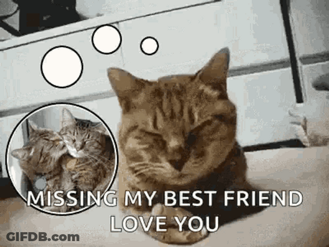 Best Friends Missing You Love You GIF