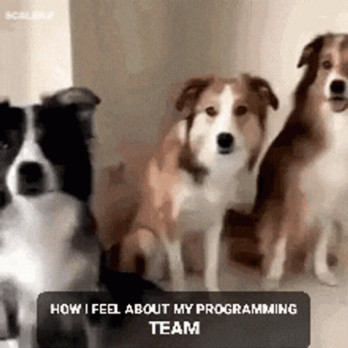 Best Team Ever Sweet Cute Dogs GIF