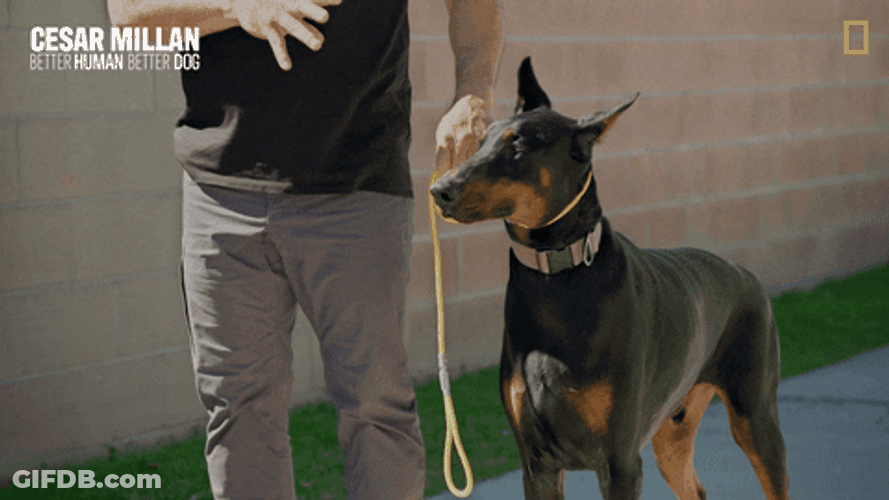Better Human Better Dog Woof GIF