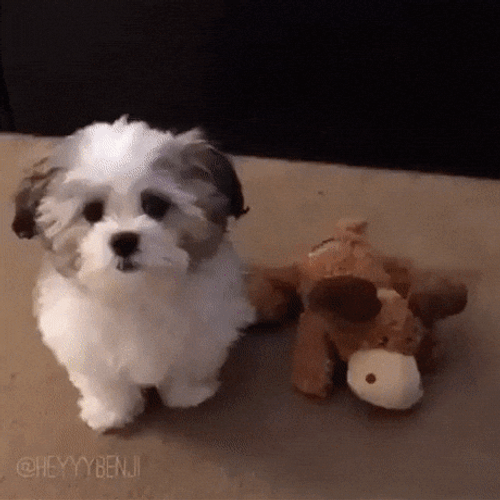 Bffr Benjie Puppy Who's Your Friend GIF