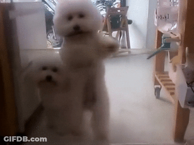 Bichon Frise Dog Dancing GIF
