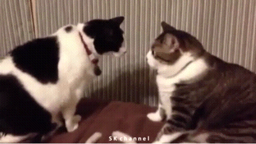 Bicolor Cat Attack GIF