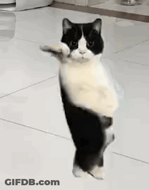 Bicolor Cat Rare Steps Dancing Cat Meme GIF