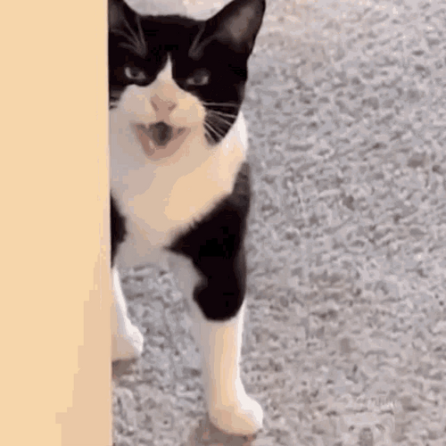 Bicolor Grumpy Cat Meowing GIF