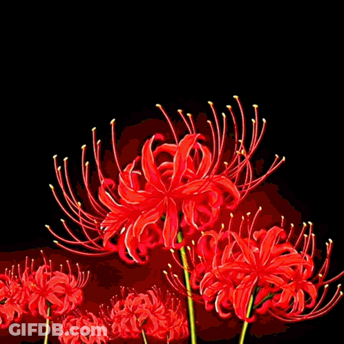 Bicycle With Basket In Orange Flower Field GIF