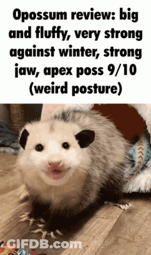 Big And Fluffy Possum GIF
