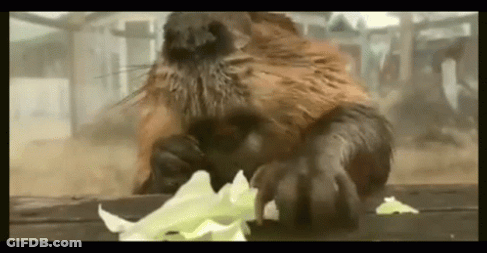 Big Beaver Munching On Veggies GIF