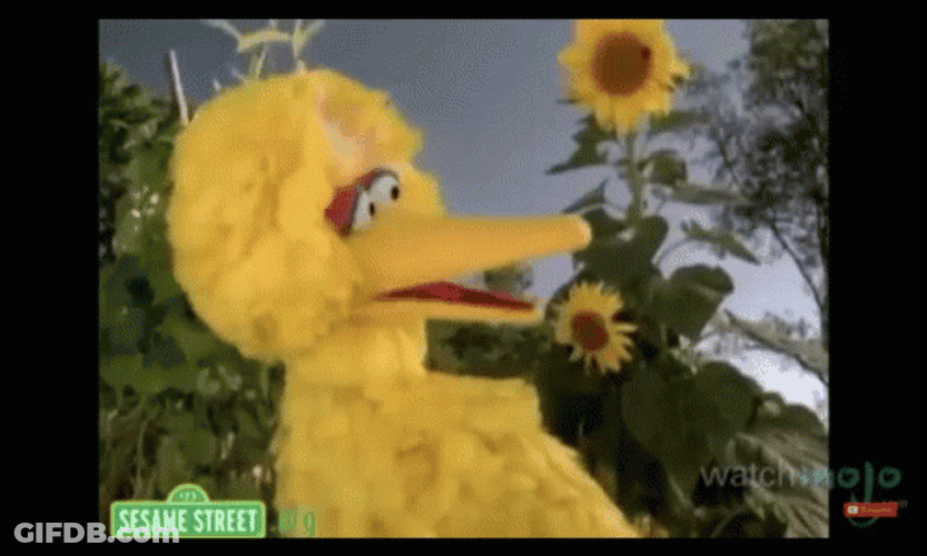 Big Bird Chatting Sunflower Background GIF