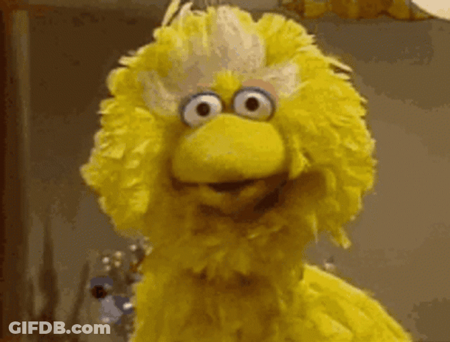 Big Bird Moving Close To Camera GIF