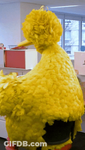 Big Bird Sitting On Desk GIF